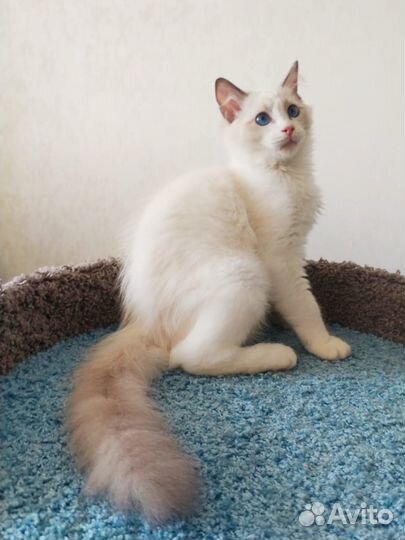 Котята рэгдолл