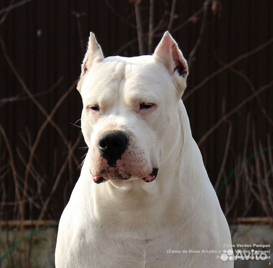 Аргентинский дог щенки