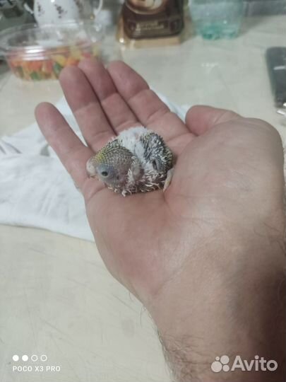 Птенцы волнистых попугаев