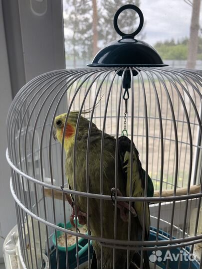 Попугай корелла мальчик с клеткой