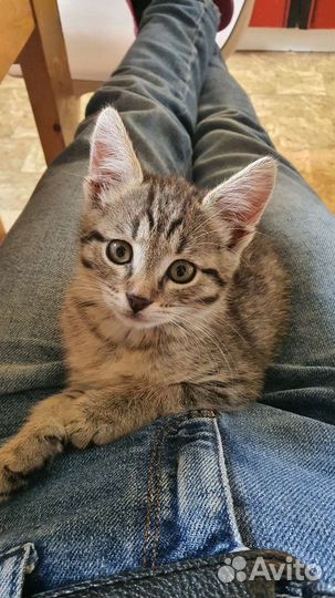 Котята в добрые руки бесплатно