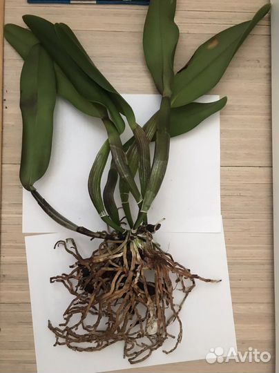 Катлея Blc King of Taiwan Dashin #1