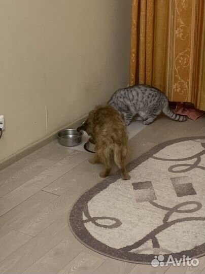 Зооняня (передержка домашних любимцев)