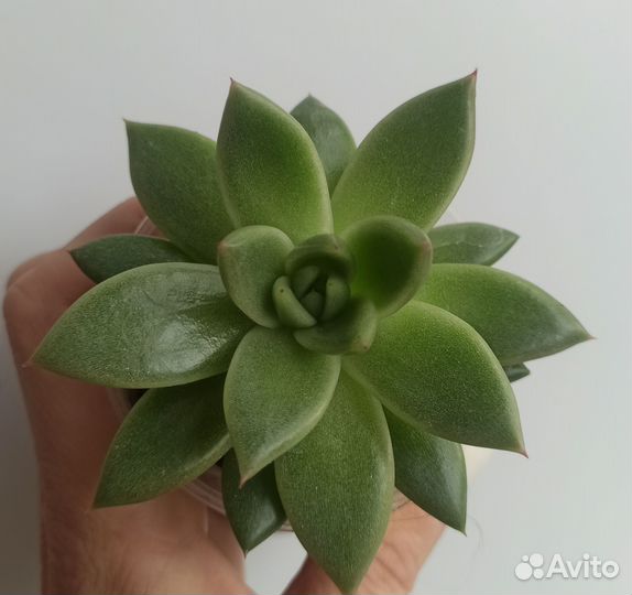 Редкие суккуленты