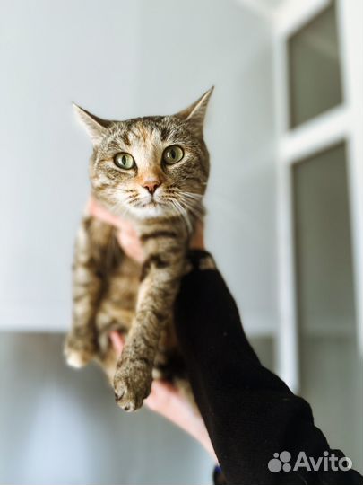 Кошечка ищет дом