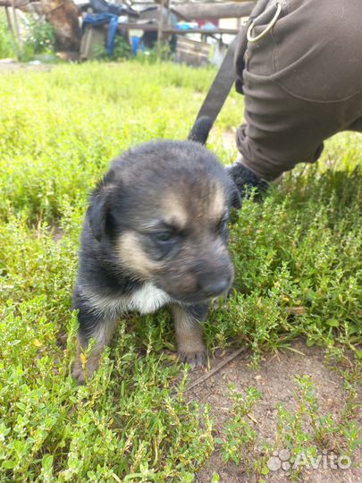 Щенки вео, 22.07 мальчик и девочка