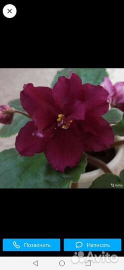 Фиалки продажа