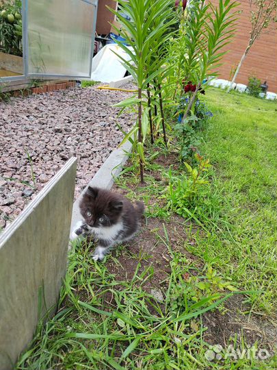 Котята в добрые руки бесплатно