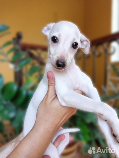Щенки левретки