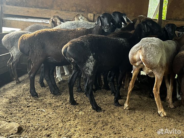 Продам котных маток