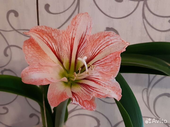 Гиппеаструм амараллис (лилия комнатная)