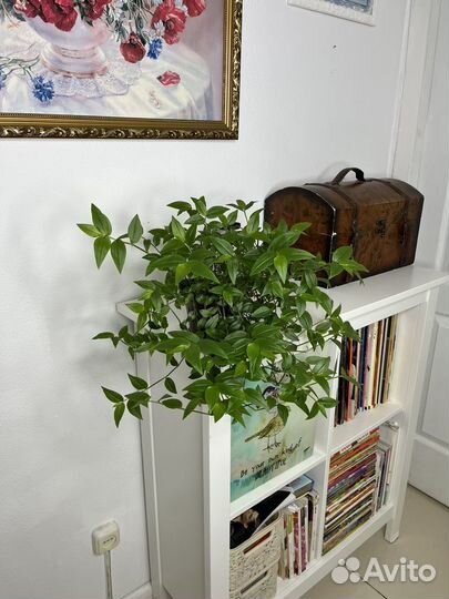 Традесканция зеленая (ампельная, каскадная)