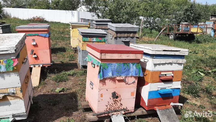 Пчелы и улья