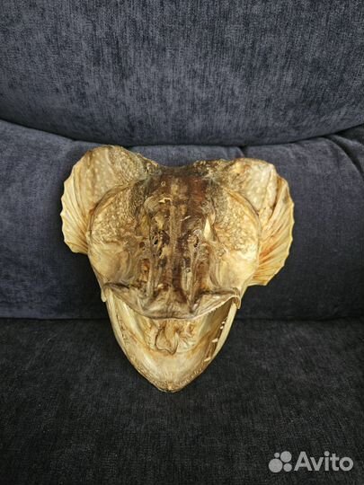 Голова щуки