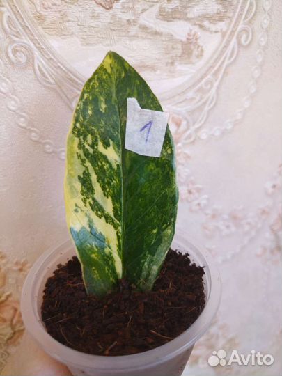 Замиакулькас