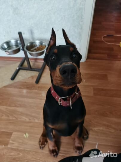 Мини-доберман