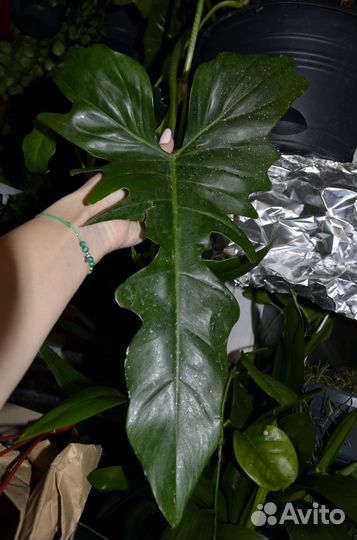 Филодендрон дракон