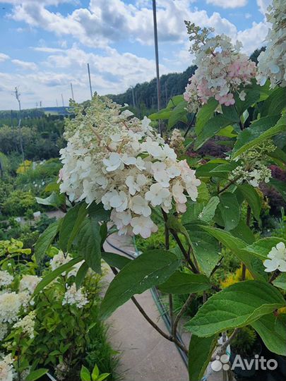 Гортензия Пинки винки на штамбе