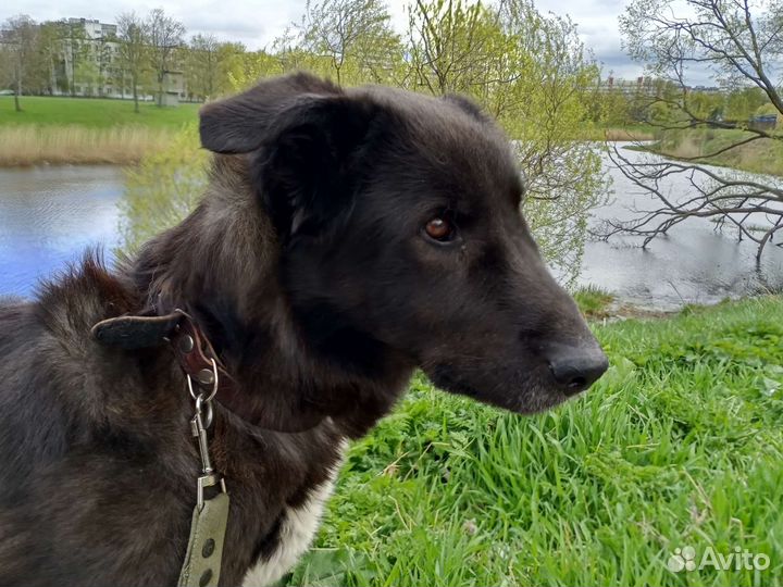 Пёс постигший Дзен