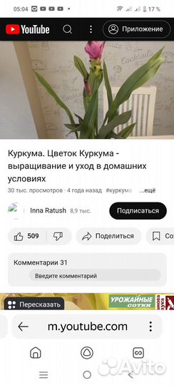 Куркума саженцы сорт Лонга