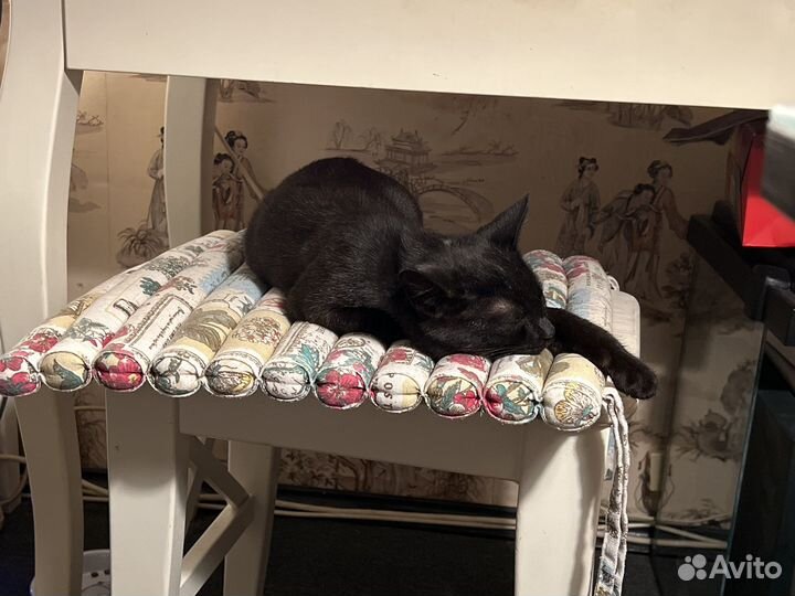 Черный котенок, 3,5 месяца