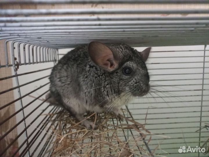Шиншилла