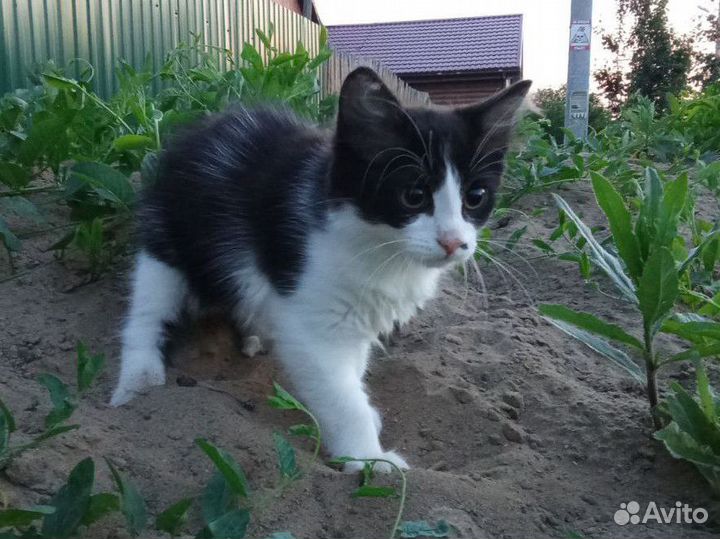 Котенок девочка 2 мес