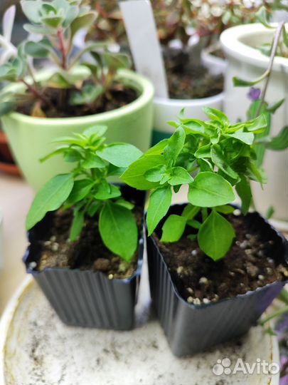 Базилик круглогодичный