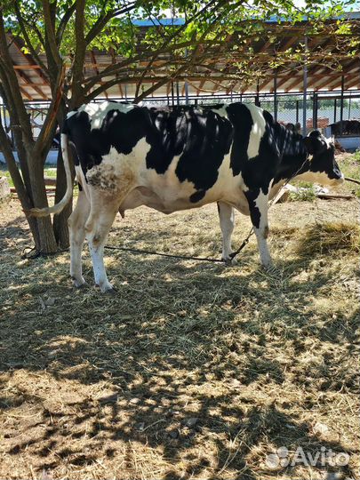 Коровы телята бычки