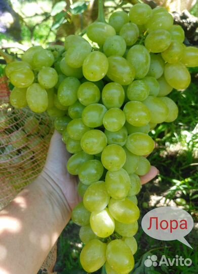 Виноград ранний