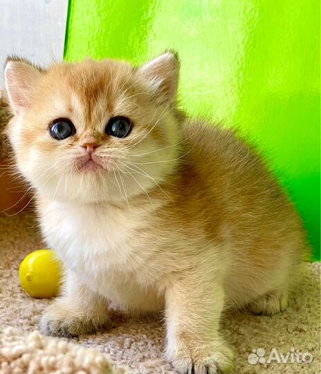 Чистокровные няшечки британцы в золотых шубках