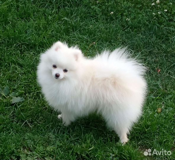 Белый померанский шпиц мальчик