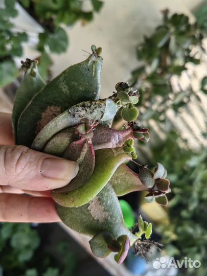 Растения комнатные в дар