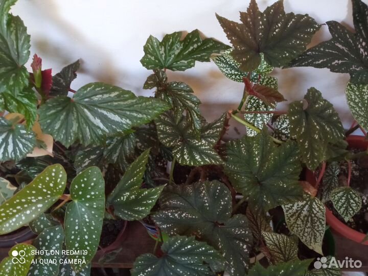 Бегония кейн(тростниковая)