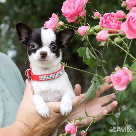 Ника.Самая Нарядная чихуахуа с доставкой и видео