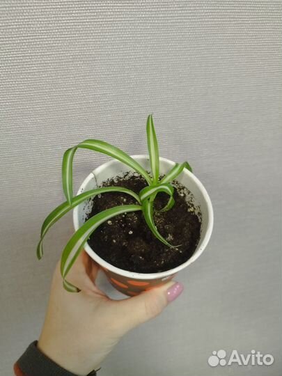 Хлорофитум кудрявый бони