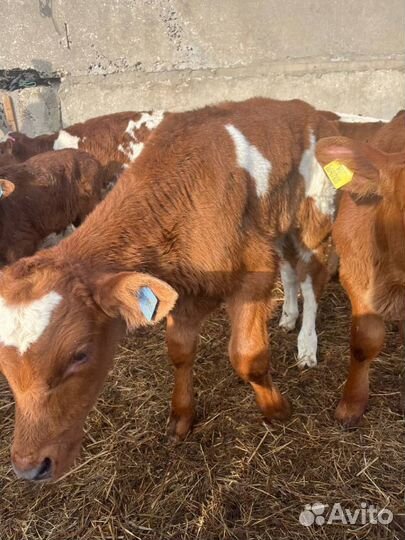 Крепкие телята бычки быстрая доставка