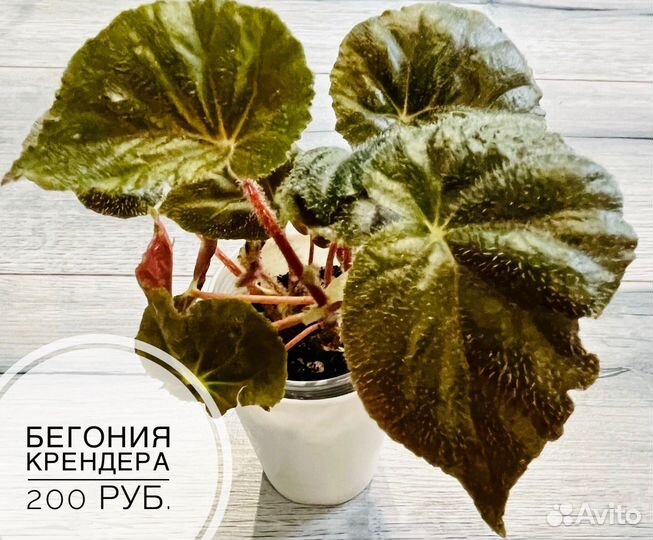 Сциндапсус, филодендрон, сингониум, аглаонема