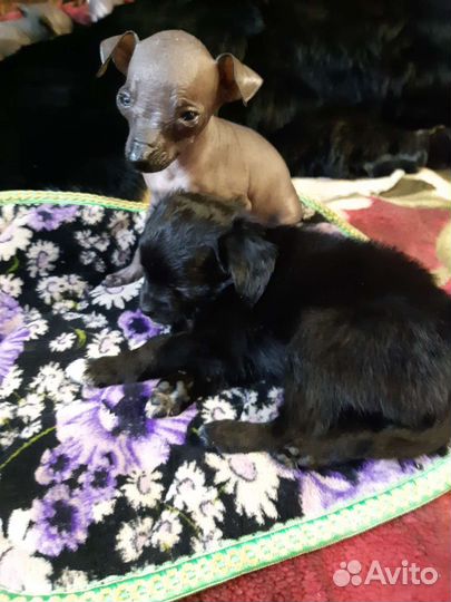 Щенки китайской хохлатой