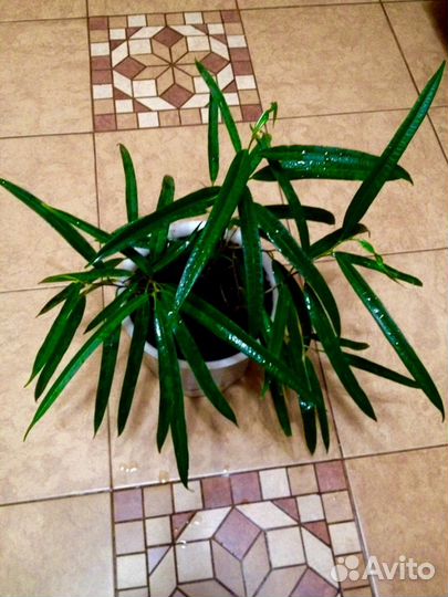 Цветы для дома