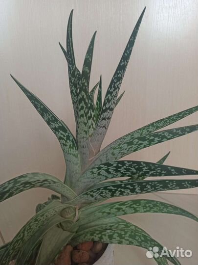 Алоэ пёстрое