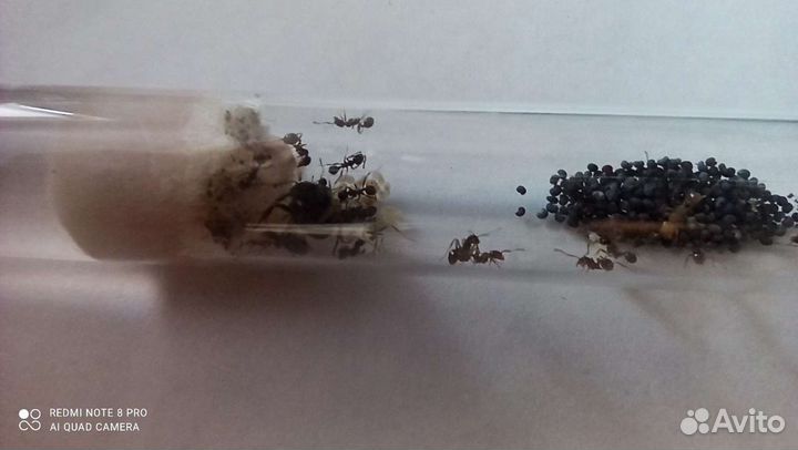 Муравьи Мессор структор