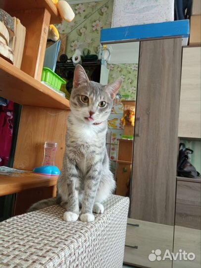 Котик ищет семью