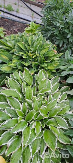 Хоста кустом