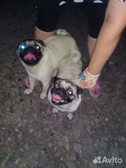 Мопс вязка мальчик