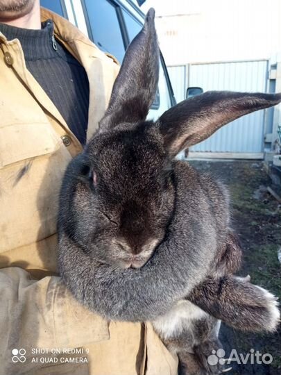 Кролик великаны