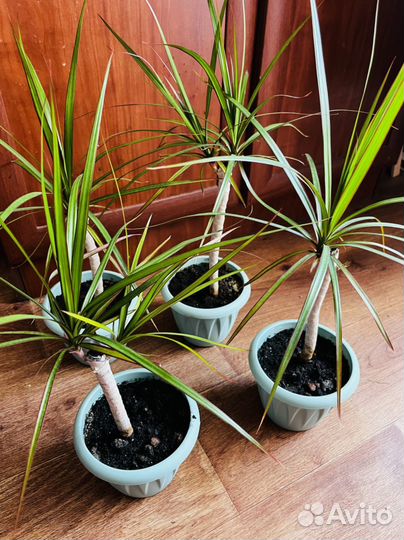 Драцена Пальма