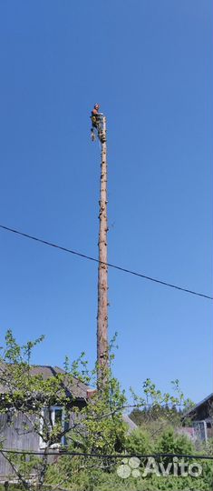 Спилить деревья