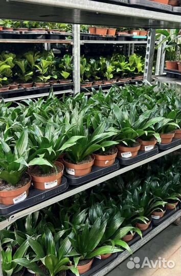 Растения для озеленения помещений, квартир, домов