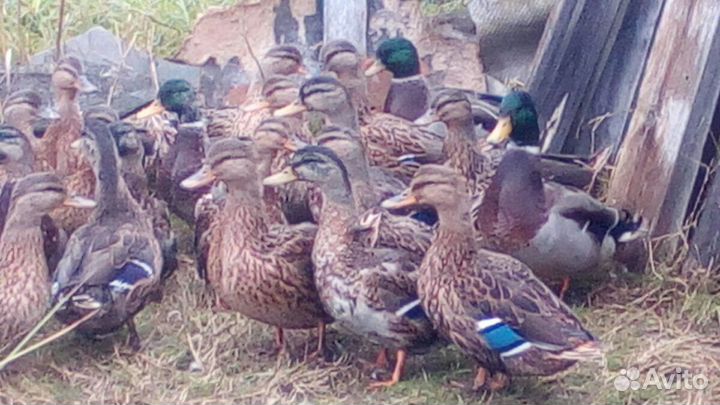 Продам подсадных уток